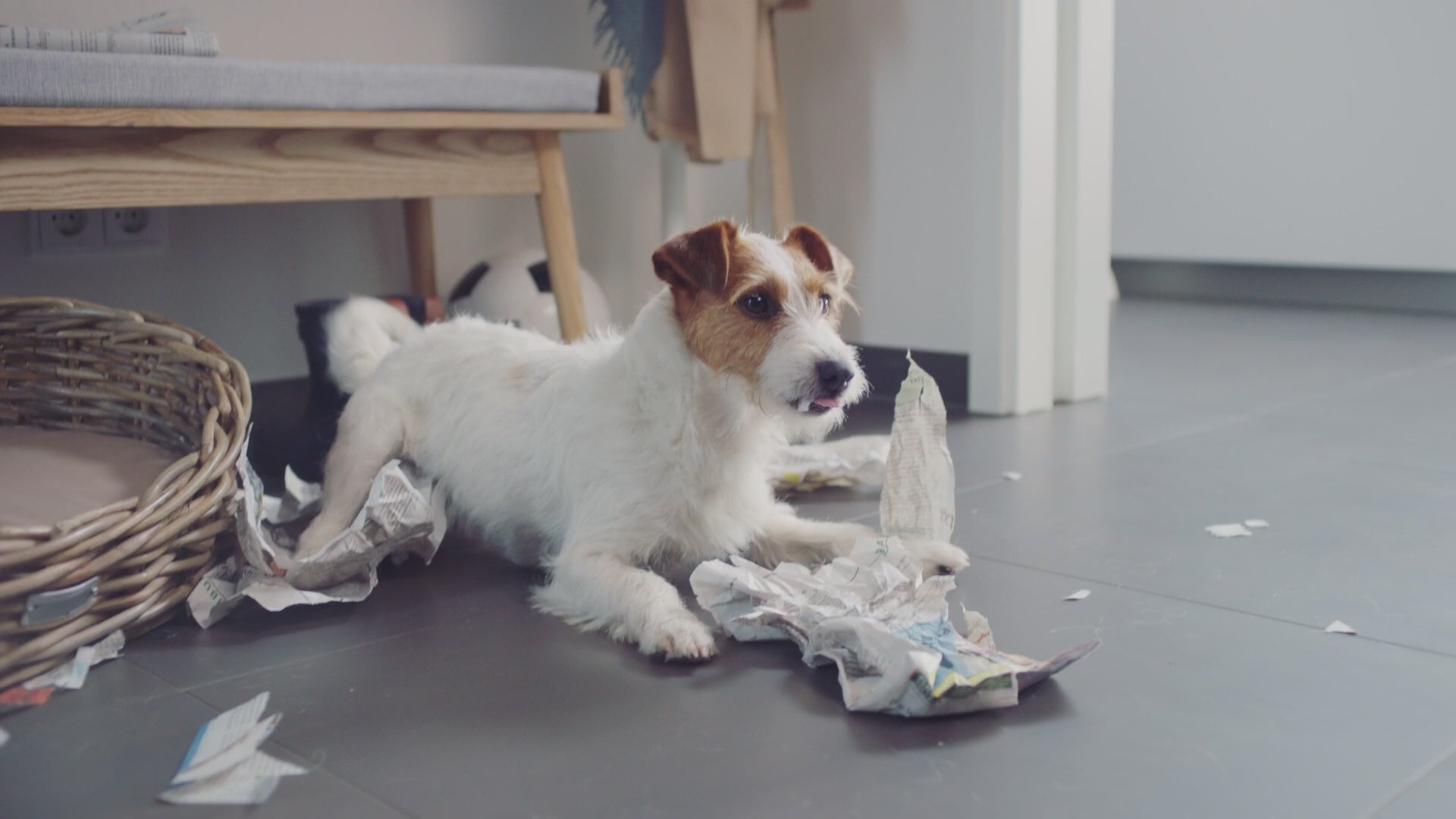 Bosch BCS711PET Unlimited 7 ProAnimal Series 7 - Powerful Pet Hair Removal Vacuum product video